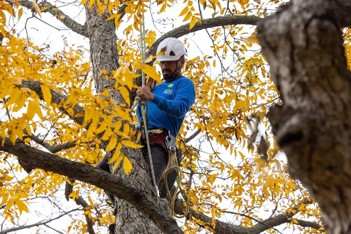 Skilled Tree Planing crew working in Kotzebue